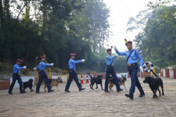 Nepal Police to deploy detectives and dogs for Tihar security